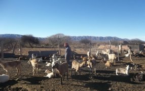 Sabores regionales: En Salta, el INTA avanza en crear quesos y yogures de leche de cabra