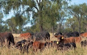 Sequía: “El forraje del monte nativo desapareció y no hay miras de reactivación”