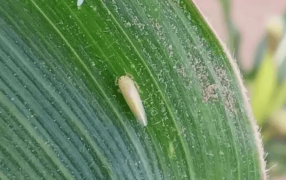 Chicharrita del maíz: Piden seguir monitoreando y recabando información útil para las próximas campañas