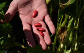 El poroto lidera la esperanza en las legumbres: “Vemos una cosecha de buena a muy buena”