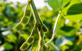 ¿Qué es la biofortificación y por qué Argentina podría liderar su producción mundial en alimentos?