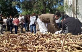 En la Reserva de Ñancuñan, la harina de algarroba amasa un futuro para 500 familias