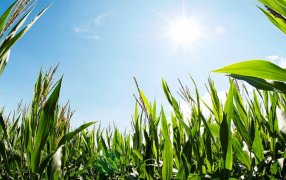 Las lluvias podrían escasear hasta finales de Febrero y preocupa el desenlace del maíz temprano a corto plazo