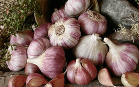 La provincia de Mendoza es la principal productora del país: El ajo saborea una buena cosecha, pero hay incertidumbre por Brasil, China y los precios