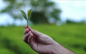 El modelo de producción orgánica como estrategia de desarrollo