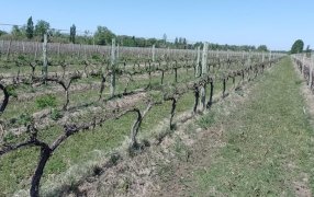 La uva sufrió las peores heladas tardías desde 1994: Cómo afectarán la producción y precio del vino