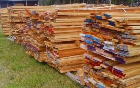 Industria forestal: Clones de eucalipto, una alternativa con potencial para la bioenergía y la construcción