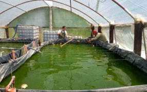 Peces en invernaderos y criados con agua reutilizada: Un círculo virtuoso de eficiencia y rentabilidad