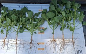 Una buena práctica de inoculación que agrega 378 kilos por hectárea: Una nueva formulación combina dos microorganismos logrando un significativo aumento de rendimiento