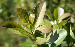 El consumo interno de yerba mate superó los 189 millones de kilos al cierre de Agosto
