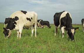 En Luján, los tambos orgánicos hacen agenda común para crecer