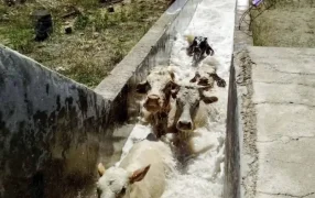 Garrapatas en bovinos: Un manual del SENASA detalla cómo deben hacerse los “baños de inmersión”