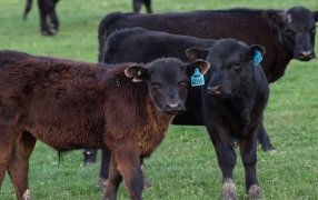 Por problemas sanitarios, Argentina pierde 260.000 millones de pesos por año en terneros