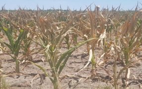 El impacto financiero de la sequía: 7 de cada 10 productores están peor que hace un año