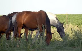 Encefalomielitis Equina: El SENASA aprobó el primer lote de vacunas para frenar los casos