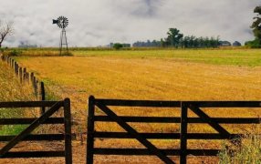 Cultivar la tierra en Argentina, un negocio de “terceros”: El 70% se hace en campos alquilados