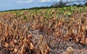 Soja: Números que reflejan la peor producción en 23 años