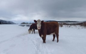 Nevadas en la Patagonia: Claves para cuidar el bienestar animal ante situaciones climáticas adversas