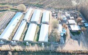 En Río Negro, una granja produce el 40% de los porcinos patagónicos: Se trata de Cabaña Valle Azul y su crecimiento se apoya en eficiencia y calidad, y acuerdos con frigoríficos