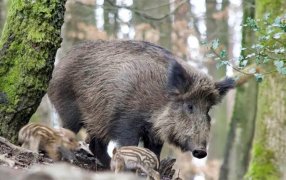 Lo de los jabalíes es cosa seria en varias provincias