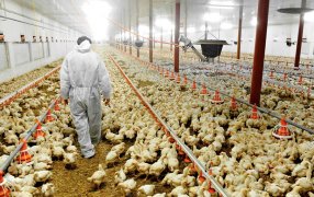 ¿Cómo proteger a las aves de granja de la ola de calor?