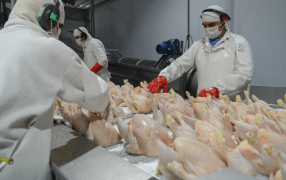 Celebra la cadena de la carne aviar: China reabrió su mercado para las exportaciones argentinas