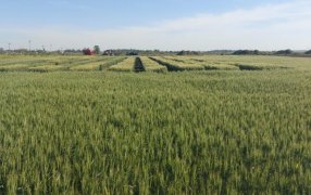 PT Farm fue el escenario para evaluar las nuevas tecnologías de EcoFertil: Los ensayos a campo mostraron que una formulación con zinc al 7% puede lograr hasta 14,3% más rinde