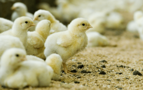 La genética avícola también vuela en exportaciones: Crecieron 137% en el primer semestre