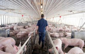Argentina entre las alternativas de China si arancela al cerdo europeo