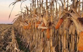 El maíz duplicó su rendimiento en 30 años gracias a la genética y la innovación