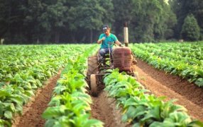 Misiones: Anuncian nuevo pago tabacalero, más de 7.200 millones de pesos para productores de la provincia