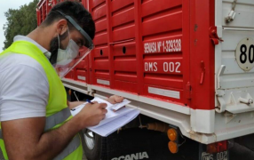 Nueva habilitación para el transporte de animales, la hacienda también viajará en bitrenes