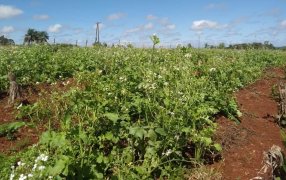 En marcha, la recuperación de suelo y biodiversidad en el Municipio misionero de Concepción de la Sierra