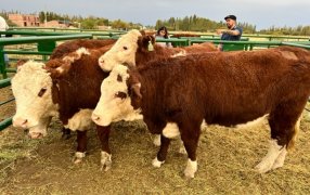 El RENATRE participó en la 92ª Expo Agrícola Ganadera y de Carnero a Campo en Chubut