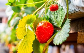 Tecnología y alto rendimiento: La Biofábrica Misiones y la cartera del Agro impulsan la producción de frutillas del sistema hidropónico en la provincia