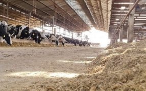 Tambo: ¿Cuáles son los costos ante los cambios en los precios relativos?