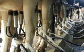Argentina: La producción de leche en 2025 perforaría el techo de 11.000 millones de litros