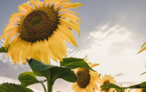 Avance sin precedentes: Crearon el primer modelo de inteligencia artificial para monitorear el girasol