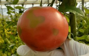 El virus rugoso del tomate sigue generando temor: Ahora se detectó en Salta