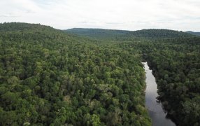 Día del Bosque Atlántico: Vida Silvestre lo celebra conservando y recuperando la selva misionera y su yaguareté