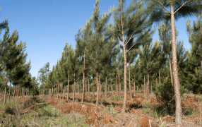 Pinos y eucaliptus: En un año y medio, Argentina sumó 49.000 hectáreas de plantaciones forestales, las provincias de la Mesopotamia concentran más del 80% de la superficie