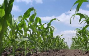 El refugio en maíz cayó al 45% en los últimos años
