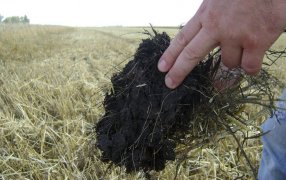 Agroindustria y ambiente: Diez datos que muestran que en Argentina se produce de manera sostenible