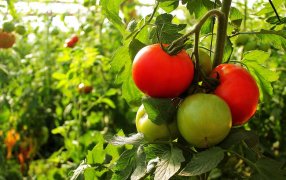 Misiones: Fortalecen la producción de tomate bajo cubierta, mediante capacitaciones a productores/as