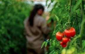 Especialista brindará capacitación en cultivo de tomate y pimiento en el Centro Hortícola del Municipio misionero de San Vicente