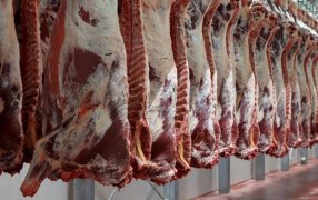 La faena bovina sube casi 10% durante el mes de Julio