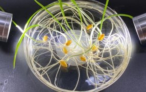 Innovación en Productos Biológicos: Transformando la Agricultura con Nuevos Descubrimientos