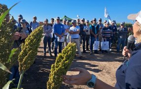 Las múltiples posibilidades del sorgo y su enorme potencial comercial