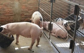 Cerdos: Buenos resultados en dietas con residuos de malta cervecera