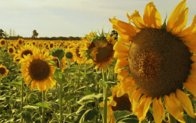Un inicio de semestre brillante para el girasol: El mejor en 20 años